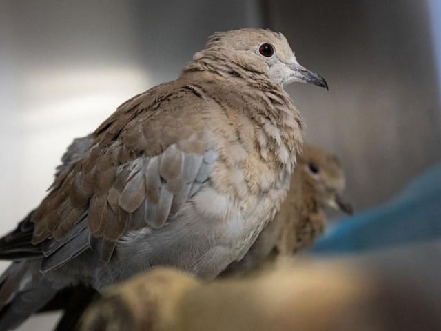 The charity rescues and re-homes animals and birds of all shapes and sizes