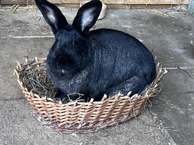 Diego is a very handsome big two year old lad that would love a home with a large neutered wifebun.He us castrated, fully vaccinated and ID chipped he will leave us with four weeks free insurance and rescue back up for life