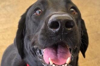 Oliver is a gorgeous five-year-old black Labrador. He does have some issues with dysplasia of the joints, but it doesn’t stop him from enjoying life. He does need to lose a bit of weight, but with regular exercise and a healthy diet, he will soon reach his target. He is a super-friendly lad and could live with a resident dog.
