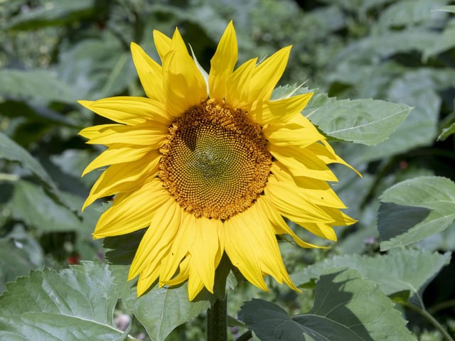 The sunflower field and maize maze is now open for family days out during the summer holidays.