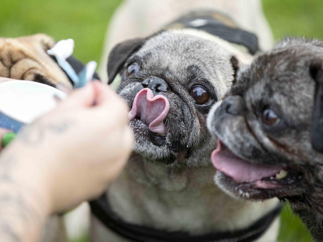 The Teddy’s Dog Care team took inspiration from Coachella festival and planned the pug equivalent, which they hope to offer annually and open up to all dog breeds.