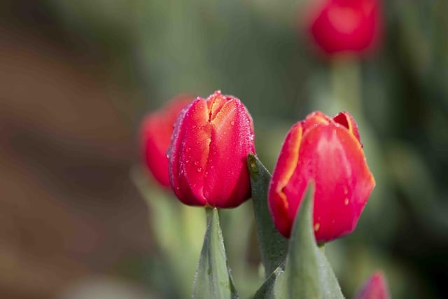 Pick your own tulips this April.