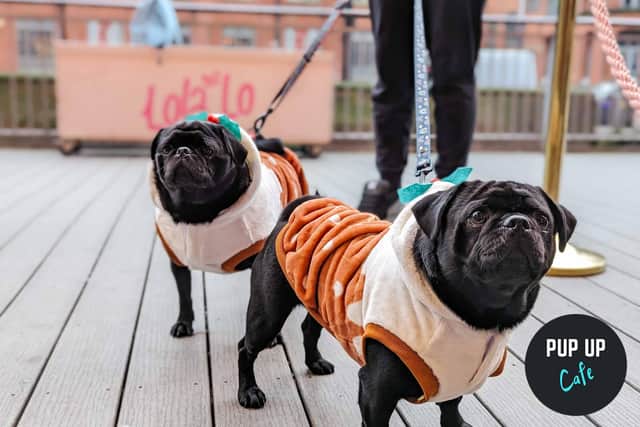 Christmas Pugs waiting for their session
