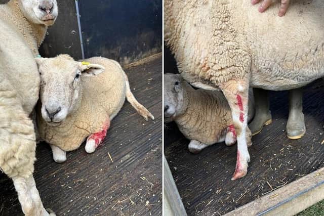 Owner Convicted After Dogs Kill Sheep And Unborn Lambs