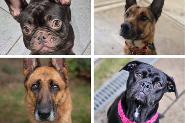 These adorable rescue dogs in Northamptonshire are looking for their forever homes in 2025.