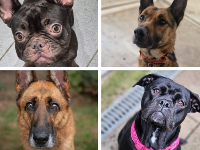 These adorable rescue dogs in Northamptonshire are looking for their forever homes in 2025.