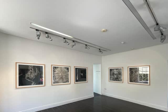 "Deadheads" photographs at 78 Derngate