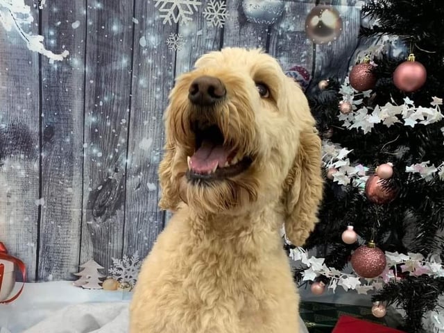 Another highly popular choice with our dog loving readers was Clock Tower Tails, based near Riverside. Each of their grooms even include an adorable photo with an aesthetic backdrop at the end! One reader said: "Sal has done a wonderful job with my two dogs every time. One can be very fidgety, the other very anxious but she always finds a way put them at ease. I would highly recommend her." Another reader said: "Our Connie is anxious about everything especially the bath. She loves going to see Sal to have a bath and groom and she even likes getting her photo taken at the end." To contact Clock Tower Tails, call 07850 013693.