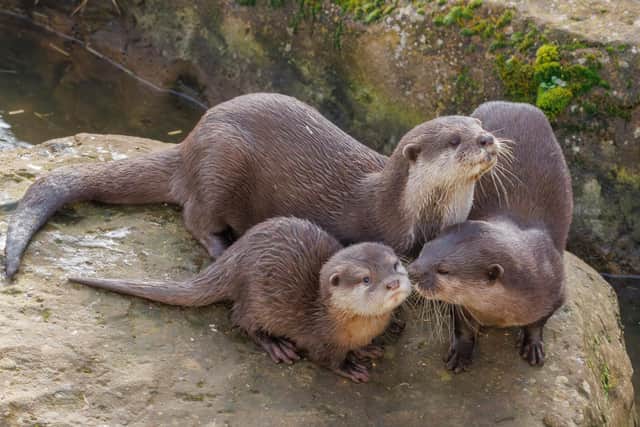 An otter family