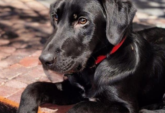 Part of a crazy-happy bunch of five-month-old Labrador cross pups are full of love and bursting with energy! They’re affectionate, eager to learn, and would thrive in an active home committed to puppy training. A pawfect match for adventure!