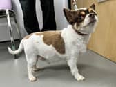 Buddy at the start of his weight loss journey in May.