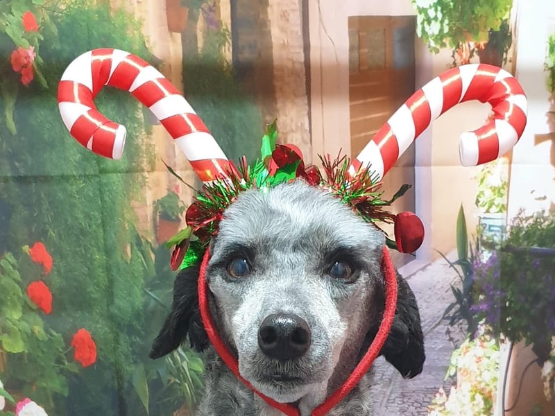 Freya wasn't too impressed, according to her owner.