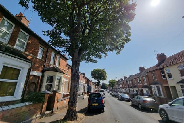 The tree in Roundhill Road, Kettering seen in the summer