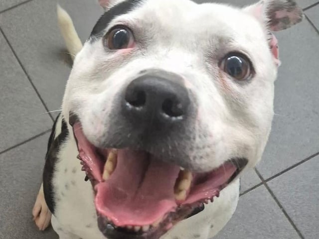 Chico is a 5-year-old Staffie with a big smile and an even bigger personality — always happy and full of energy!