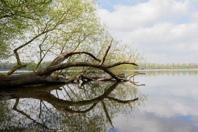 Daventry Country park and tree