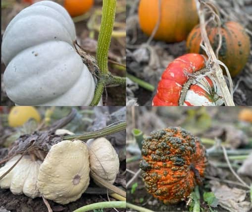 'Whacky' pumpkins at Sunnies and Spooks.