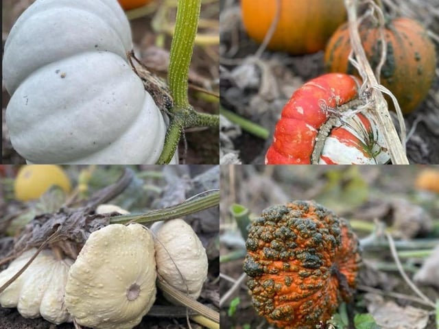 'Whacky' pumpkins at Sunnies and Spooks.