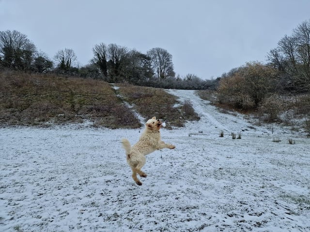 One very excited pooch.