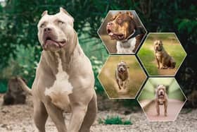XL Bully Dogs/National World