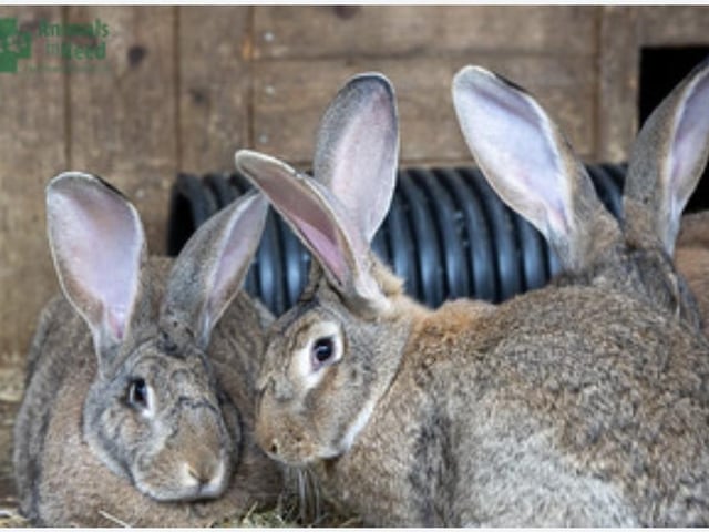 Annie said: "Handsome lad Jack is a one year old continental giant lad who would love a large hind with his six month old daughters Meadow & Glade."