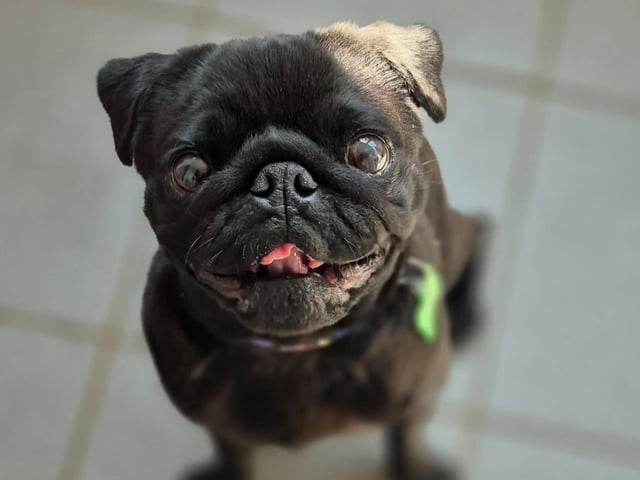 Peggy is the happiest little pug we’ve ever met! She’s super dog-friendly, house-trained, and good with older children. At just four years old, she’s ready to bring endless joy to her new family.