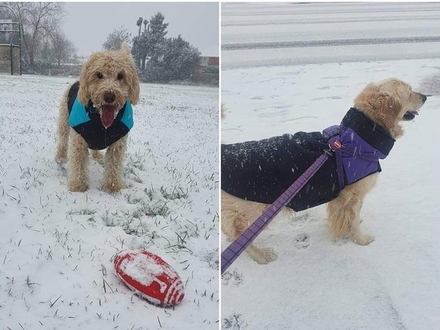 Amy Donegan had fun in the snow with her dogs in Duston.