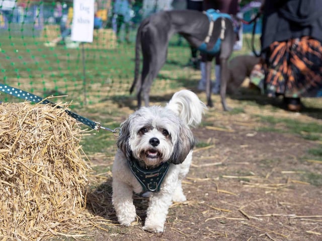 Pooches and owners alike enjoying the popular dog festival on Saturday September 14, 2024.