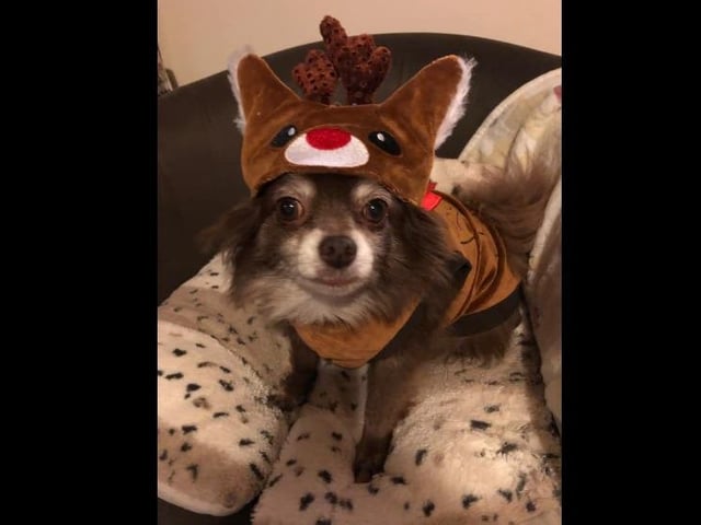 Never trust a dog in reindeer's clothing!