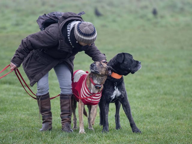 Dozens of dog walkers turned out on Sunday morning (December 21) for the charity's annual fundraiser at Bradlaugh Fields