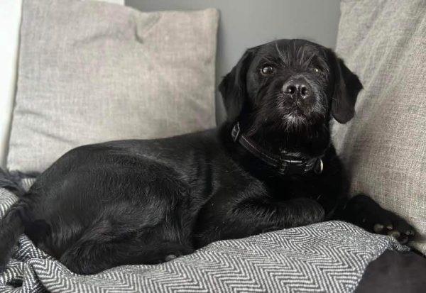 Spot is a lively 7 yr old chap. He loves people and seems fine around other dogs. He is very prey-driven so could not live with cats or small furries. He is really strong on the lead and this will be something for his new family to work on with him. He is a lovely lad who will make a great addition to an active family.