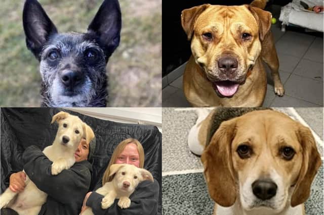 Here are eight dogs who need loving new homes in Northamptonshire.