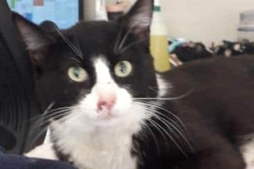 George was hit by a car and had to be put down.