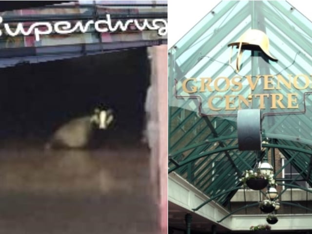 Shoe Town showed its animal magnetism in 2020 when a wild badger fell through the ceiling of Superdrug, reportedly "making a mess" of the perfume section before hiding under shelves as it took shelter from Storm Ciara.