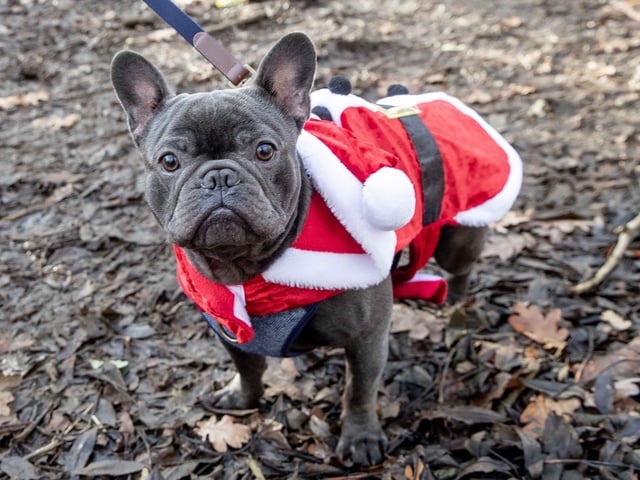 Around 60 French Bulldogs dressed in festive outfits for the annual Christmas walk at Hunsbury Country Park on Sunday December 15.