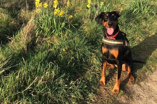 Charlotte's Dobermann Luna, who sadly passed away.