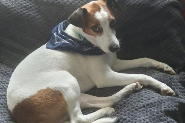 Milo is a happy and energetic 8-year-old large JRT X looking for a new home. He is best suited to an adult-only home, as he has a tendency to hide and guard treats, so his new family will need to understand and respect his need for personal space.  Milo cannot live or socialise with other dogs, and he has a strong instinct to chase other animals and birds, so a pet-free home is essential. He was rehomed by us a few years ago but has returned through no fault of his own.  Being a very busy dog, Milo will need plenty of exercise and mental stimulation to keep him happy. If you're an experienced owner who can provide the time, attention, and boundaries Milo needs, he will make a devoted and loving companion.