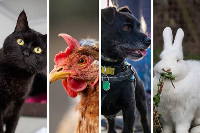 Animals In Need rescued and re-homed hundreds of animals of all shapes and sizes last year (2024)
