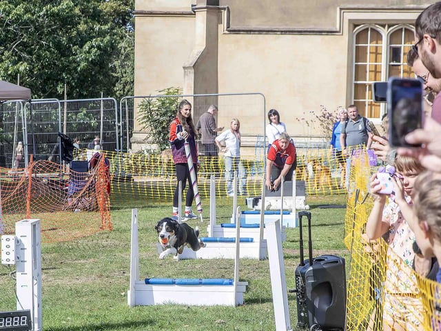 Pooches and owners alike enjoying the popular dog festival on Saturday September 14, 2024.