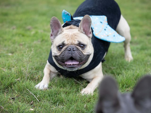 Owners and their pets met for the annual Halloween Walk for the annual event organised by the French Bulldog Meet and Walk Northampton group