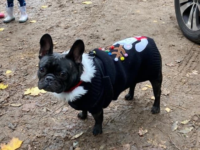 "Miss Tilly feeling festive on her Frenchie meet up."