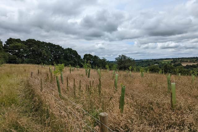 A One Tree Planted reforestation project in the UK