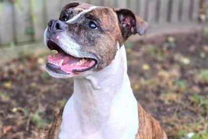 Sandy is a beautiful Boxer/Bully cross with a wonderful personality. She’s an incredibly special dog—slightly shy at first, but once you’ve earned her trust, she’s happy to play and bond. She enjoys playing with a ball, either on her own or with you, and has a lovely, gentle nature, though she can be a bit reserved.  Sandy travels well, but she can be strong on the lead, so she would benefit from a home where her walking is managed with care. She would be best suited to an experienced home, ideally with no children younger than teenagers. Sandy can be reactive around other dogs, so a pet-free environment or one with careful introductions to other dogs would be ideal.  If you’re an experienced dog owner looking for a loyal companion who may need a little time to warm up, Sandy could be the perfect fit.