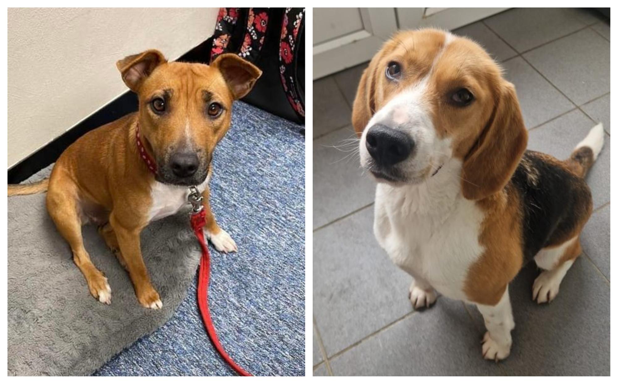 Take a look at six rescue dogs in Northants looking for their forever home