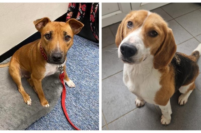 PICTURES: Six abandoned yet adorable dogs looking for their forever ...