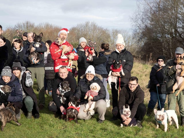 Around 60 French Bulldogs dressed in festive outfits for the annual Christmas walk at Hunsbury Country Park on Sunday December 15.
