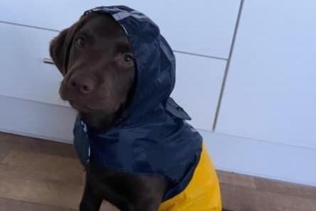 A local dog pictured.