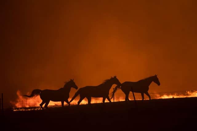 Money raised was supposed to be donated to charities helping animals during the Australian wildfires. (Photo by Brook Mitchell/Getty Images)