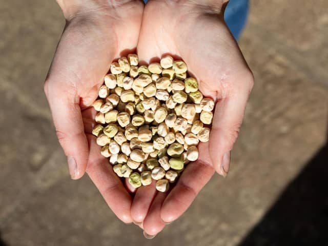 HSL variety Feers Mummy Pea