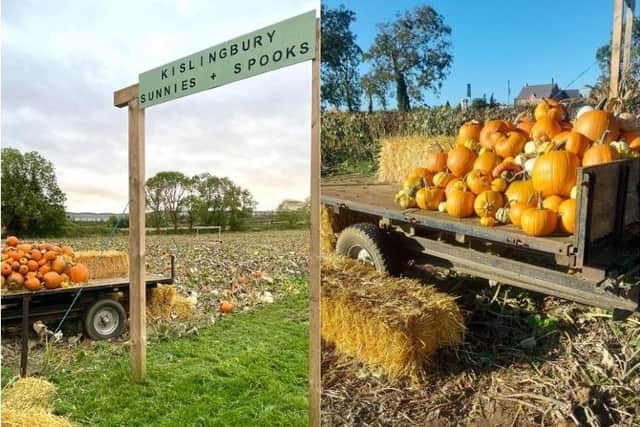 A popular Northampton pumpkin patch will reopen soon.