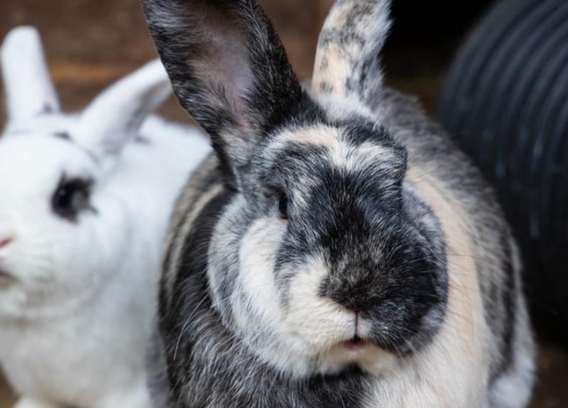Animals In Need currently has more than 30 bunnies needing homes